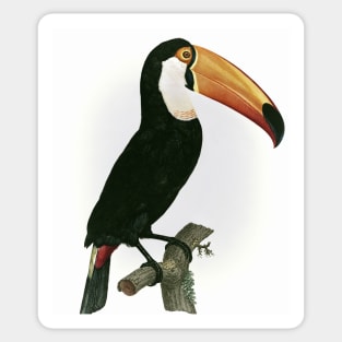 Toco toucan from Histoire Naturelle des Oiseaux de Paradis et Des Rolliers Sticker